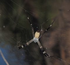 Argiope radon
