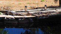 Crocodylus johnstoni