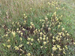Castilleja rubicundula lithospermoides