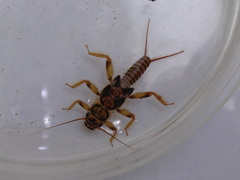 Acroneuria carolinensis