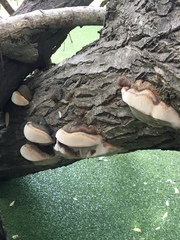 Phellinus pomaceoides