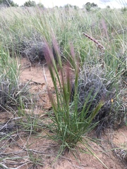 Elymus longifolius