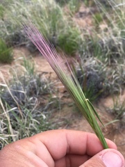 Elymus longifolius