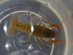 Cambarus bartonii bartonii