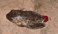 Litoria rothii