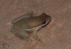 Litoria bicolor