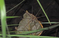 Dolomedes facetus