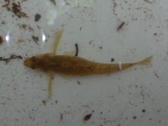 Etheostoma olmstedi