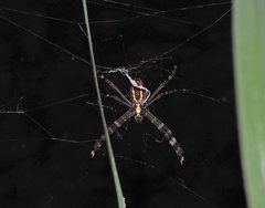 Argiope radon