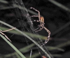 Argiope radon