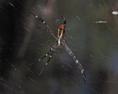 Argiope radon