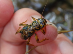 Acroneuria carolinensis