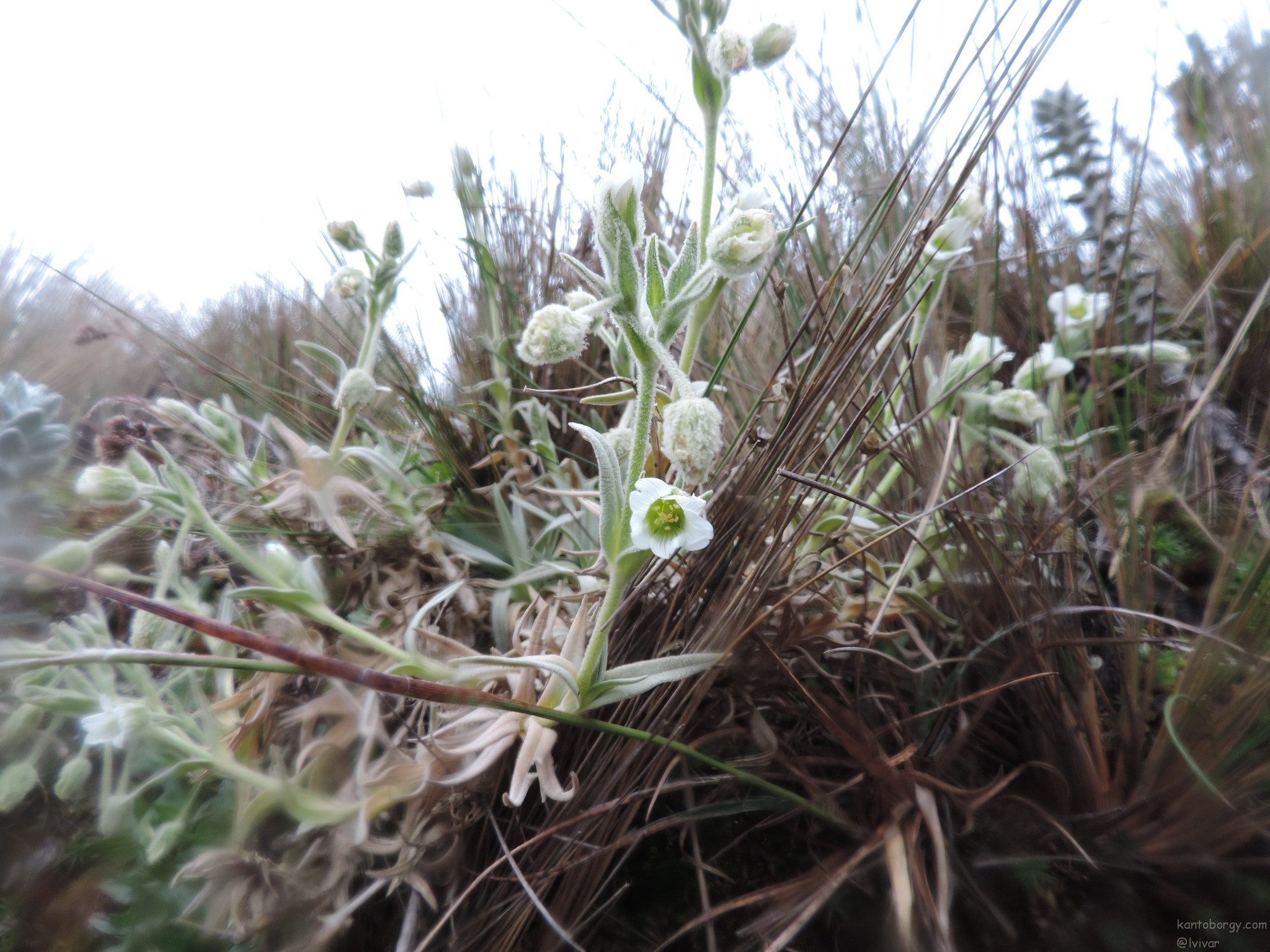 Cerastium image