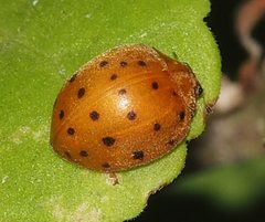 Henosepilachna sumbana