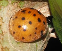 Henosepilachna sumbana