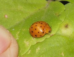 Henosepilachna sumbana