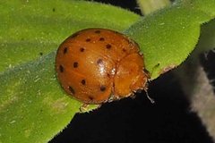 Henosepilachna sumbana