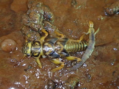 Acroneuria carolinensis