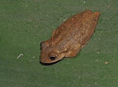 Litoria rothii