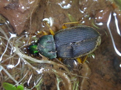 Chlaenius impunctifrons