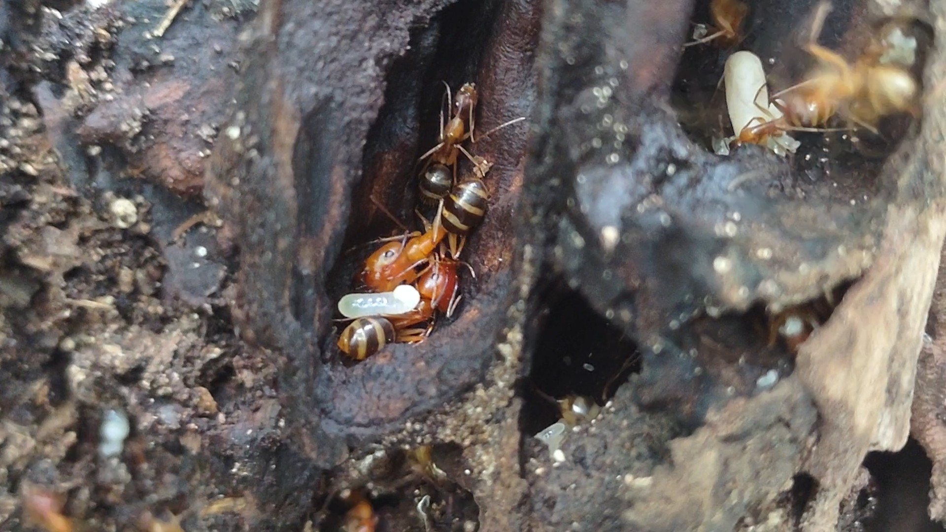Camponotus lucayanus