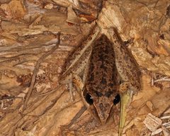 Litoria nasuta