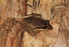 Litoria nasuta