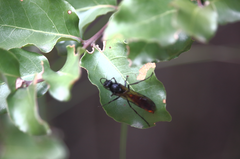 Elaphroptera scoliaeformis