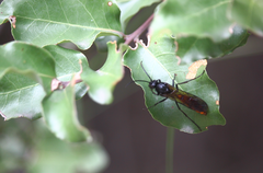 Elaphroptera scoliaeformis
