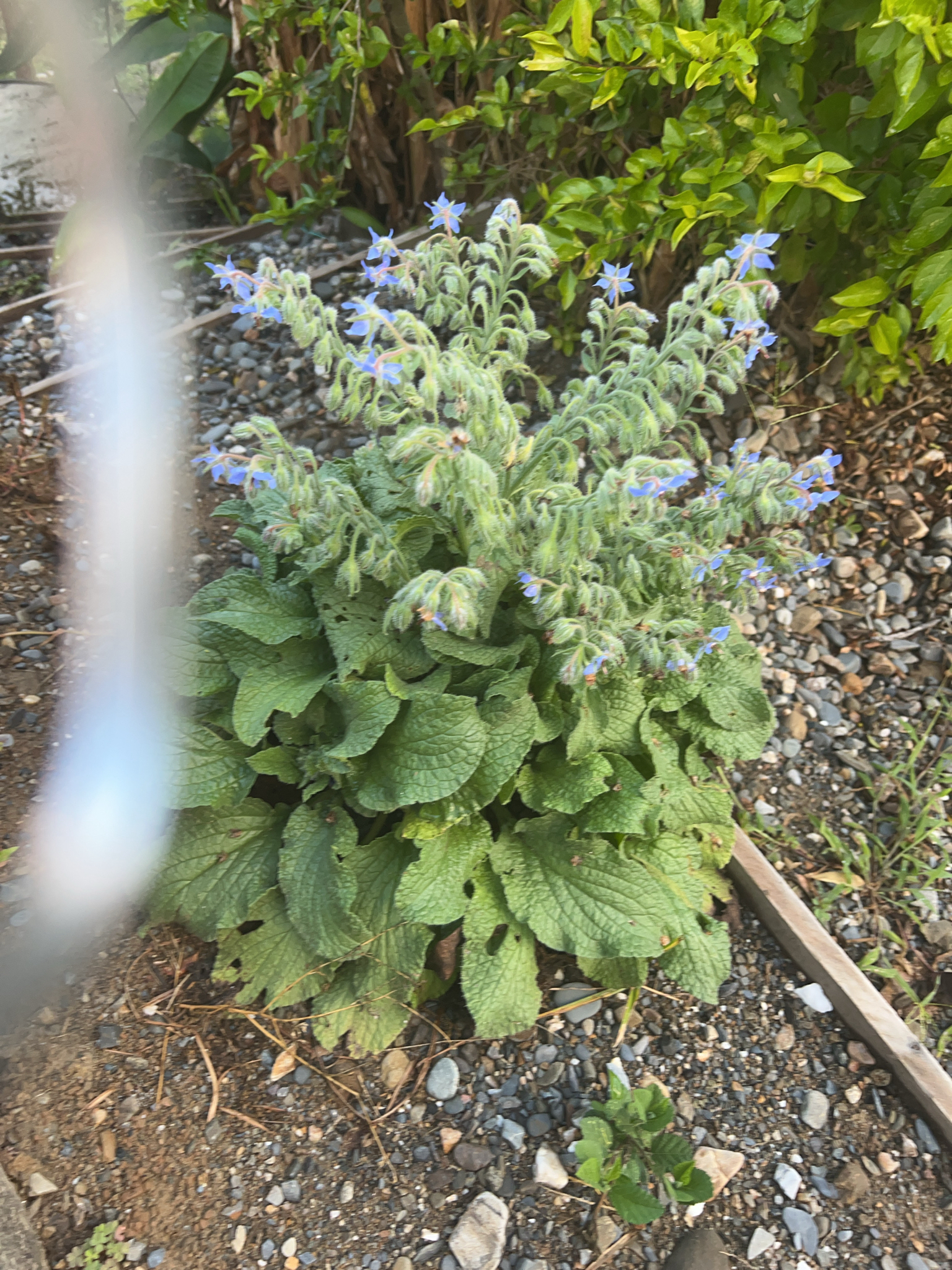 Borago image