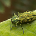 Western Cedar Borer - Photo (c) Thomas Barbin, some rights reserved (CC BY-NC), uploaded by Thomas Barbin