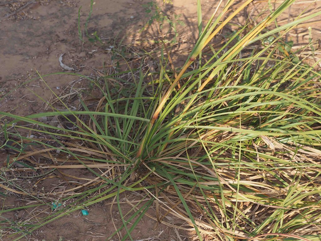 Golden Beardgrass