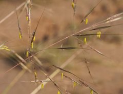 Chrysopogon benthamianus