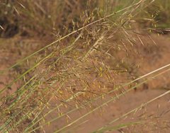 Chrysopogon benthamianus