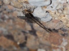 Gynacantha nourlangie