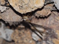 Gynacantha nourlangie