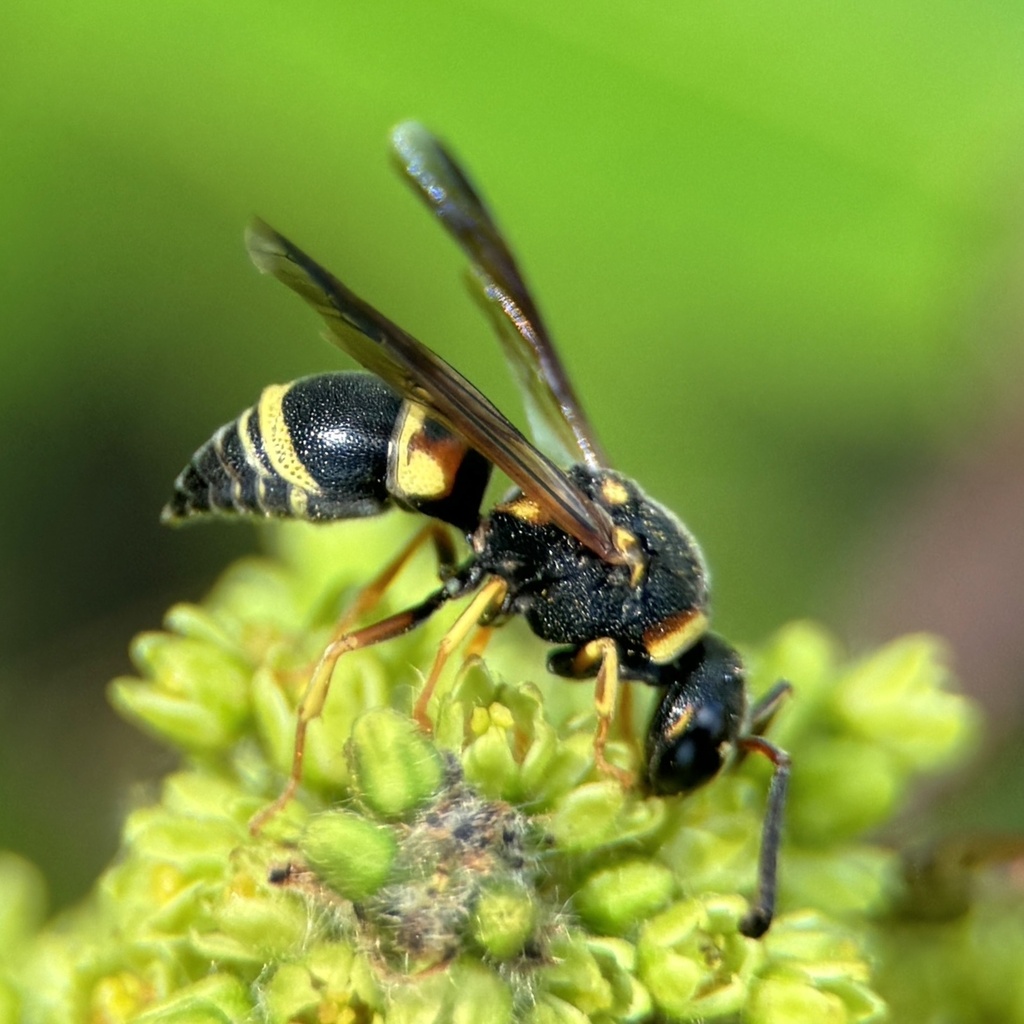 Euodynerus castigatus