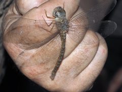 Gynacantha nourlangie