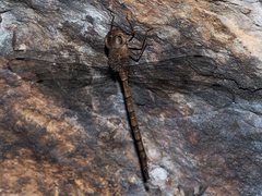 Gynacantha nourlangie