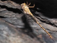 Gynacantha nourlangie