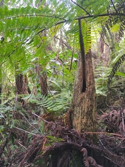 Cyathea medullaris