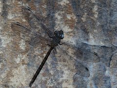 Gynacantha nourlangie