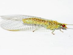 Italochrysa insignis