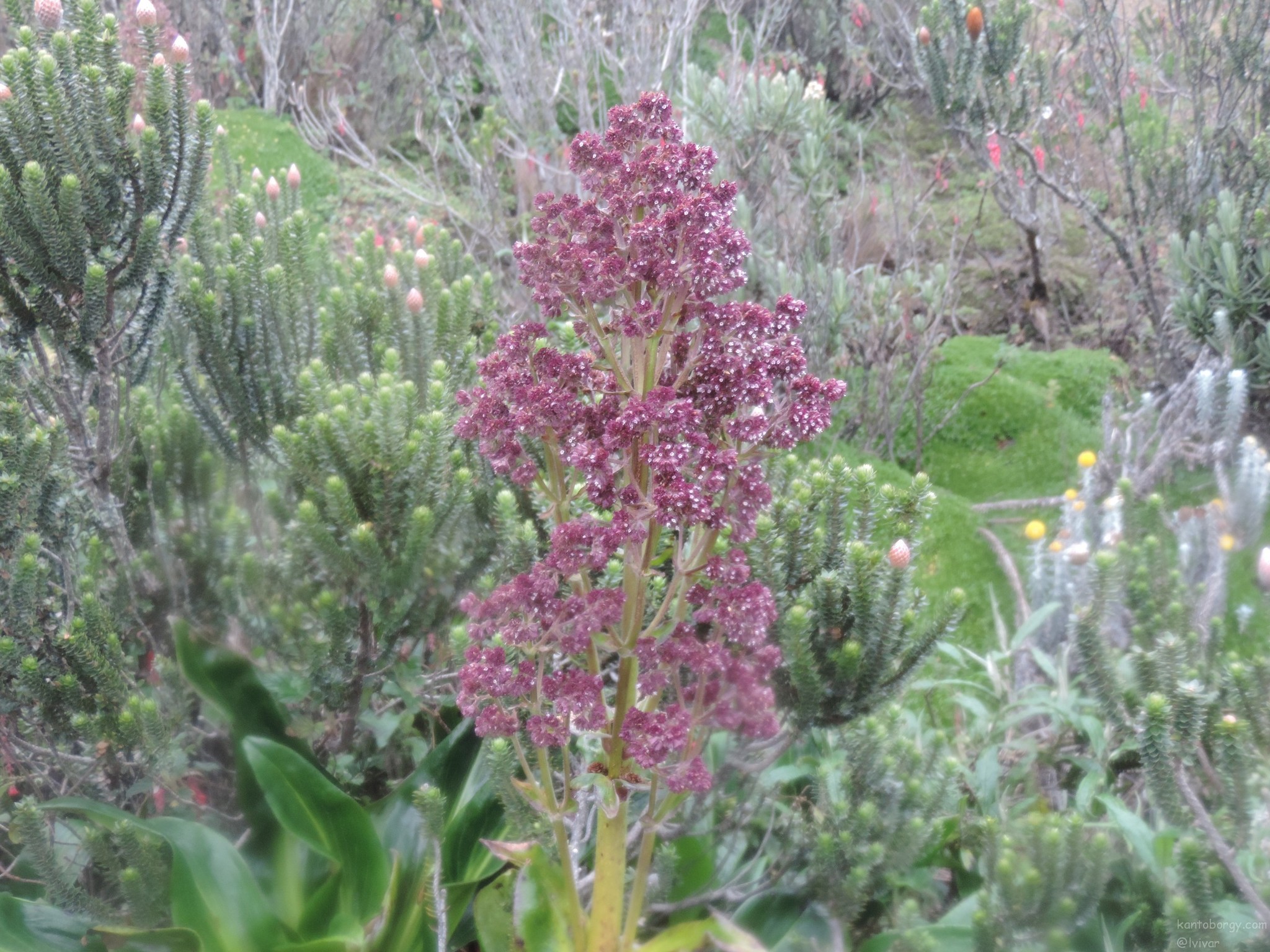 Valeriana pilosa image