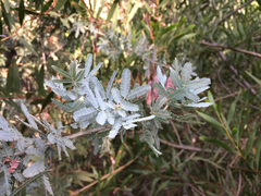 Acacia baileyana