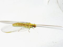 Italochrysa insignis