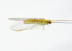 Italochrysa insignis