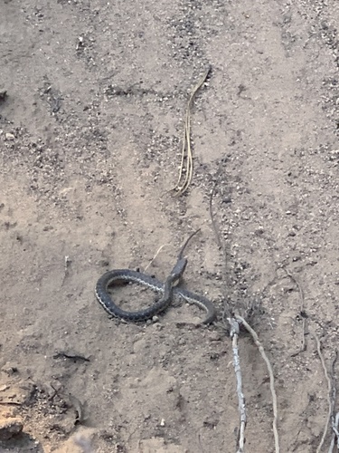 iNaturalist observation photo of Sierra Garter Snake