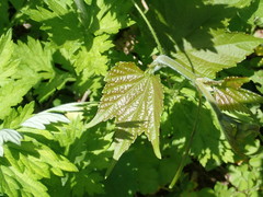 Humulus lupulus pubescens
