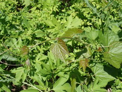 Humulus lupulus pubescens